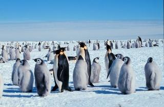 Penguins_BritishAntarctica-320